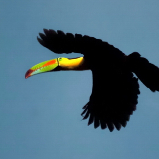 keel billed toucan double